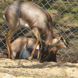 Mountain Gazelle at Blackpool Zoo 10th April 2011