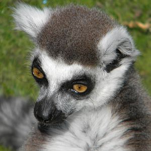 Ring Tailed Lemur at Blackpool Zoo 10th April 2011