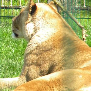 African Lionessess at Blackpool Zoo 10th April 2011
