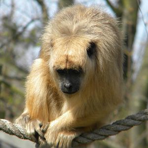 Black Howler at Blackpool Zoo 10th April 2011