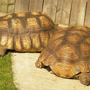 African Spurred Tortoises at Blackpool Zoo 9th April 2011