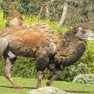 Bactrian Camel at Blackpool Zoo 10th April 2011
