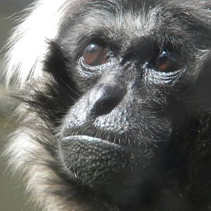 Pileated Gibbon at Blackpool Zoo 10th April 2011