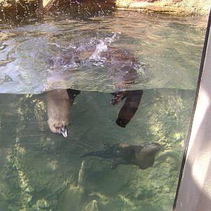 Charles Towne Landing - New Otter Exhibit