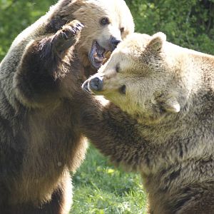 Fur(ther) Rip off at Whipsnade