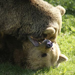 Fur(ther) Rip off at Whipsnade
