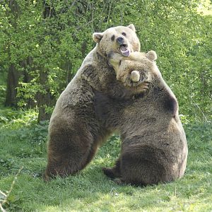 Bear Hug