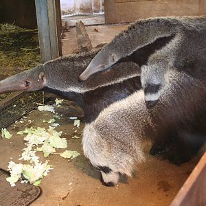 Giant Anteaters @ London; 18.10.2005