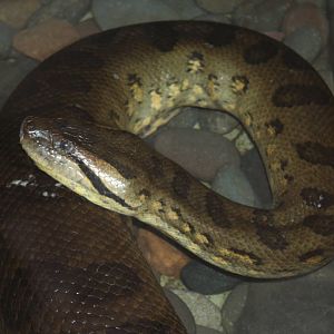 Green Anaconda @ West Midland Safari Park; 09.05.2009
