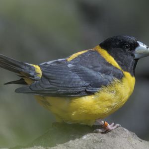 Collared grosbeak
