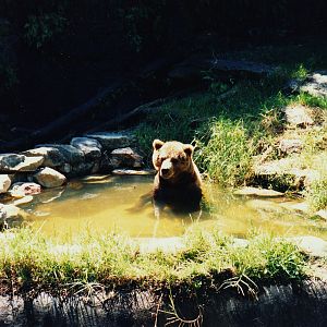 Old Taronga Zoo Photo February 1989 - Brown Bear (maybe Bethyl the Kodiak?)