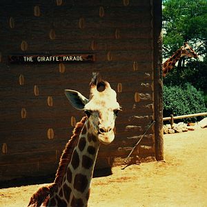 Old Taronga Zoo Photo February 1989 - Giraffes