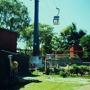 Old Taronga Zoo Photo February 1989 - Guanaco and Cable Car