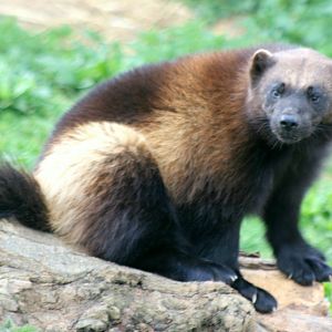 Wolverine; Whipsnade; 12th April 2011