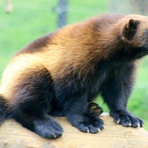 Wolverine; Whipsnade; 12th April 2011