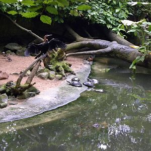 African Darter (bush)