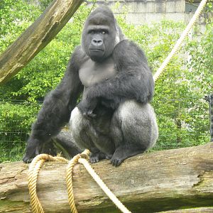 Male Gorilla