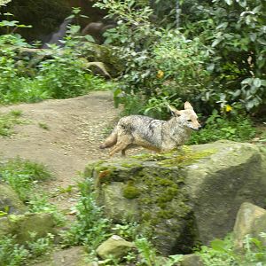 Golden Jackal