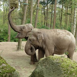 Asiatic elephants