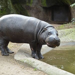 Pygmee hippo