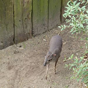 Blue duiker