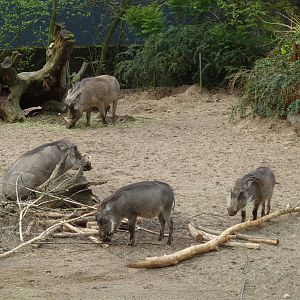 Warthhogs