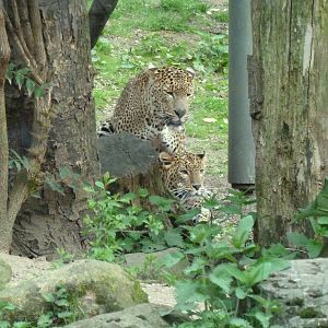 Mating Sri lankan panthers