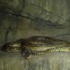 Reticulated python