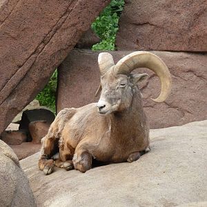 californian bighorn sheep