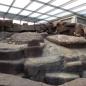 californian bighorn sheep exhibit
