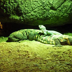 Gila monster & Collared lizzard