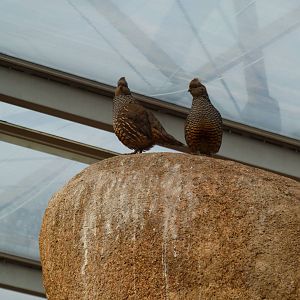 Scaled Quails