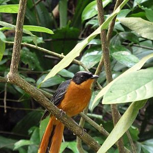 White-crowned Robin Chat