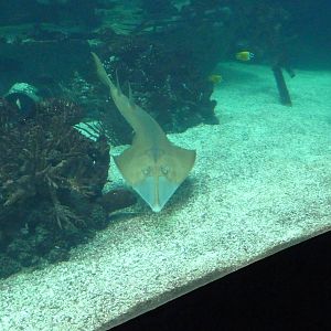 Guitarfish