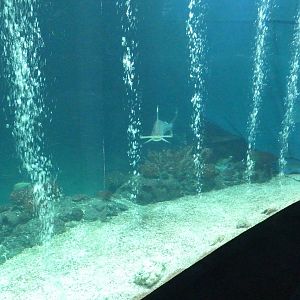 Scallloped hamerhead