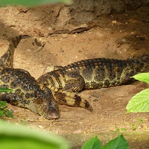 broad-snouted caiman