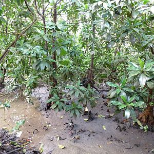 Mangrove hal