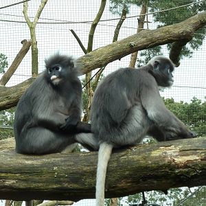 Dusky leaf monkeys