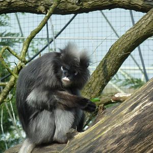 Duskey leaf monkey