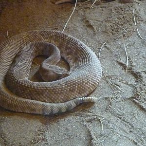 Red diamondhead ratlesnake
