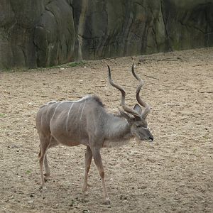 Greater kudu