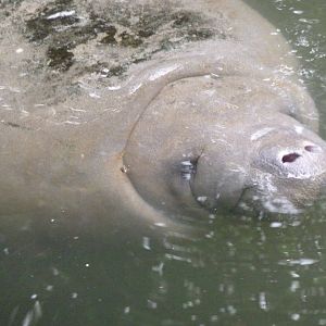Manatee