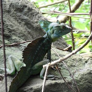 Common basilisk