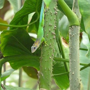 Anolis