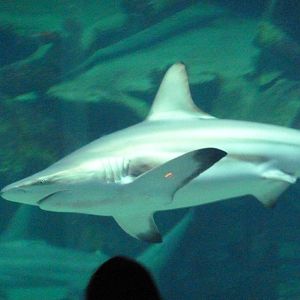 Blacktip shark