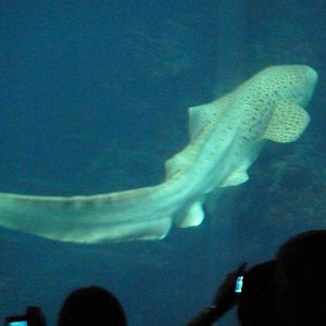 Leopard shark