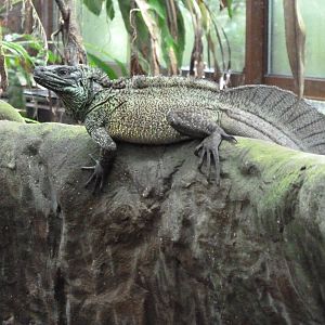 Amboina Sailfin Lizard