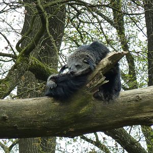 binturong