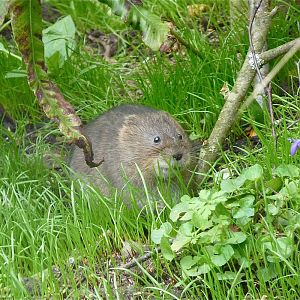 Water Vole