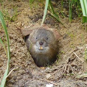 Water Vole